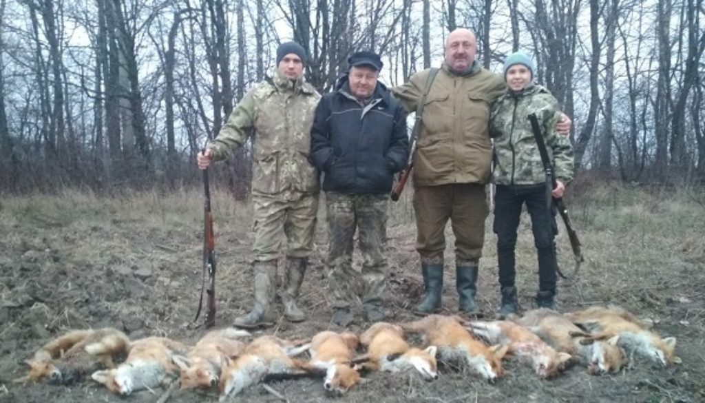 облавне полювання на лисів