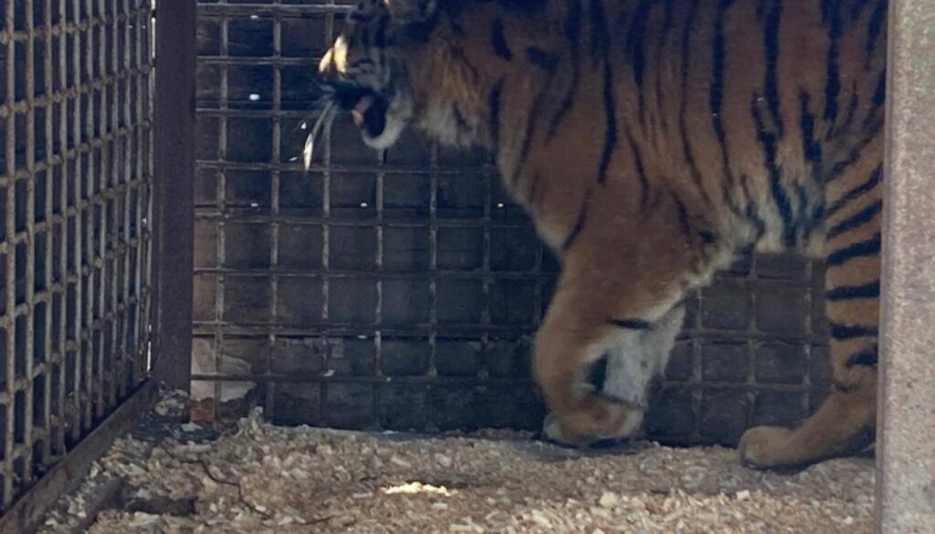 Подільський зоопарк прийняв тварин-переселенців – уссурійську тигрицю та ягуара