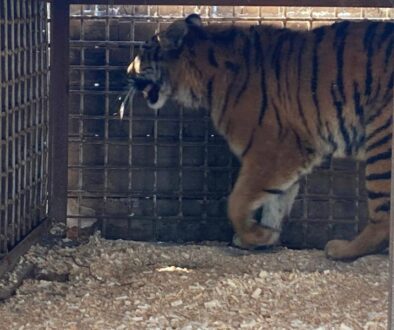 Подільський зоопарк прийняв тварин-переселенців – уссурійську тигрицю та ягуара